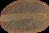 Rare Lungfish (Esconicthys) Nodule (Pos/Neg) - Mazon Creek #113243-2